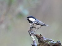 Periparus ater 53, Zwarte mees, Saxifraga-Luuk Vermeer