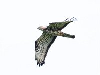 Pernis apivorus 64, Wespendief, Saxifraga-Bart Vastenhouw