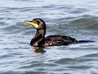 Phalacrocorax aristotelis 39, Kuifaalscholver, Saxifraga-Bart Vastenhouw