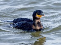 Phalacrocorax aristotelis 42, Kuifaalscholver, Saxifraga-Bart Vastenhouw