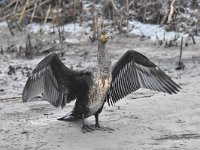 Phalacrocorax carbo 73, Aalscholver, Saxifraga-Luuk Vermeer