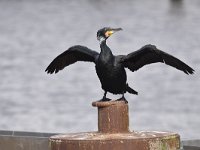 Phalacrocorax carbo 80, Aalscholver, Saxifraga-Luuk Vermeer