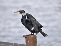 Phalacrocorax carbo 83, Aalscholver, Saxifraga-Luuk Vermeer