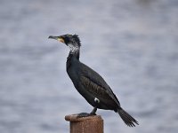 Phalacrocorax carbo 84, Aalscholver, Saxifraga-Luuk Vermeer