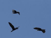 Phalacrocorax carbo 88, Aalscholver, Saxifraga-Willem van Kruijsbergen