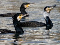 Phalacrocorax carbo 92, Aalscholver, Saxifraga-Ed Stikvoort