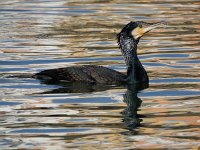 Phalacrocorax carbo 93, Aalscholver, Saxifraga-Ed Stikvoort