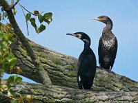 Phalacrocorax carbo 98, Aalscholver, Saxifraga-Tom Heijnen