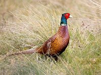 Phasianus colchicus 75, Fazant, Saxifraga-Bart Vastenhouw