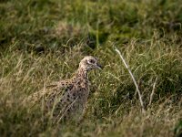 Phasianus colchicus 80, Fazant, adult, female, Saxifraga-Theo Verstrael