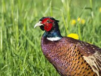 Phasianus colchicus 85, Fazant, adult, male, Saxifraga-Theo Verstrael