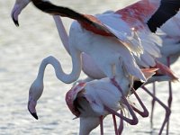 Phoenicopterus roseus 14, Caraibische flamingo, Saxifraga-Tom Heijnen