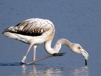 Phoenicopterus roseus 2, Caraibische Caraibische flamingo, Saxifraga-Iztok Skornik