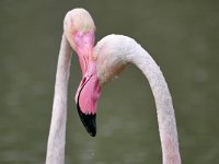 Phoenicopterus roseus 20, Caraibische flamingo, Saxifraga-Tom Heijnen