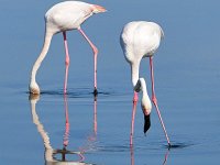 Phoenicopterus roseus 28, Caraibische flamingo, Saxifraga-Tom Heijnen