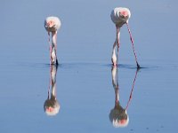 Phoenicopterus roseus 29, Caraibische flamingo, Saxifraga-Tom Heijnen