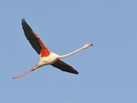 Phoenicopterus roseus 6, Caraibische flamingo, Saxifraga-Tom Heijnen