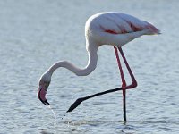 Phoenicopterus roseus 9, Caraibische flamingo, Saxifraga-Tom Heijnen