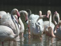 Phoenicopterus roseus, Greater Flamingo