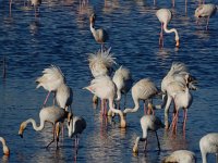 Phoenicopterus ruber 100, Flamingo, Saxifraga-Ed Stikvoort