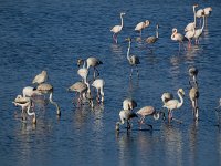 Phoenicopterus ruber 103, Flamingo, Saxifraga-Ed Stikvoort