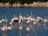 Phoenicopterus ruber 97, Flamingo, Saxifraga-Ed Stikvoort