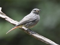 Phoenicurus ochruros 30, Zwarte roodstaart, Saxifraga-Luuk Vermeer