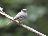 Phoenicurus ochruros 31, Zwarte roodstaart, Saxifraga-Luuk Vermeer