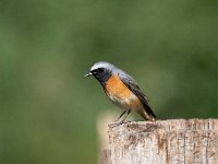 Phoenicurus phoenicurus 127, Gekraagde roodstaart, Saxifraga-Luuk Vermeer