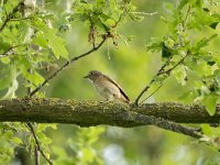 Phoenicurus phoenicurus 137, Gekraagde roodstaart, adult, female, Saxifraga-Theo Verstrael