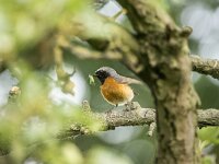 Phoenicurus phoenicurus 143, Gekraagde roodstaart, adult, male, Saxifraga-Theo Verstrael