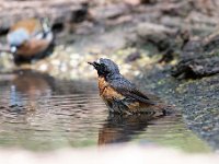 Phoenicurus phoenicurus 22, Gekraagde roodstaart, Saxifraga-Luuk Vermeer