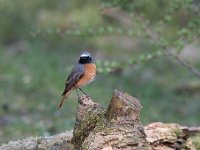 Phoenicurus phoenicurus 30, Gekraagde roodstaart, Saxifraga-Luuk Vermeer