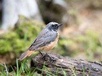 Phoenicurus phoenicurus 32, Gekraagde roodstaart, Saxifraga-Luuk Vermeer