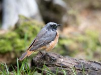 Phoenicurus phoenicurus 34, Gekraagde roodstaart, Saxifraga-Luuk Vermeer