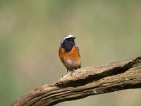 Phoenicurus phoenicurus 46, Gekraagde roodstaart, Saxifraga-Luuk Vermeer