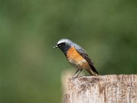 Phoenicurus phoenicurus 49, Gekraagde roodstaart, Saxifraga-Luuk Vermeer