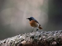 Phoenicurus phoenicurus 64, Gekraagde roodstaart, Saxifraga-Luuk Vermeer