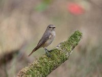 Phoenicurus phoenicurus 75, Gekraagde roodstaart, Saxifraga-Luuk Vermeer