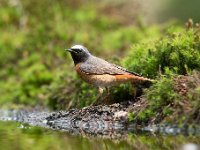 Phoenicurus phoenicurus 88, Gekraagde roodstaart, Saxifraga-Luuk Vermeer