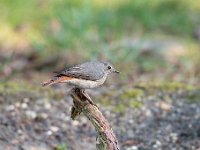 Phoenicurus phoenicurus 90, Gekraagde roodstaart, Saxifraga-Luuk Vermeer