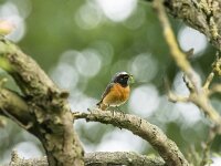 Phoenicurus phoenicurus, Gekraagde roodstaart, adult, male, Saxifraga-Theo Verstrael 11