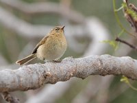 Phylloscopus canariensis