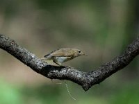 Phylloscopus collybita 24, Tjiftjaf, Saxifraga-Luuk Vermeer