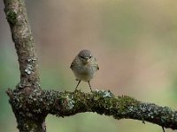 Phylloscopus collybita 38, Tjiftjaf, Saxifraga-Luuk Vermeer