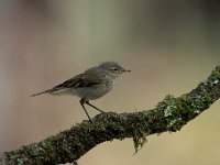 Phylloscopus collybita 39, Tjiftjaf, Saxifraga-Luuk Vermeer