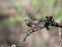 Phylloscopus collybita 41, Tjiftjaf, Saxifraga-Luuk Vermeer