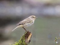 Phylloscopus collybita 44, Tjiftjaf, Saxifraga-Luuk Vermeer