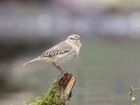 Phylloscopus collybita 45, Tjiftjaf, Saxifraga-Luuk Vermeer