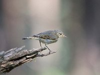 Phylloscopus collybita 52, Tjiftjaf, Saxifraga-Luuk Vermeer